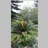 044-Our Iron Palm.jpg